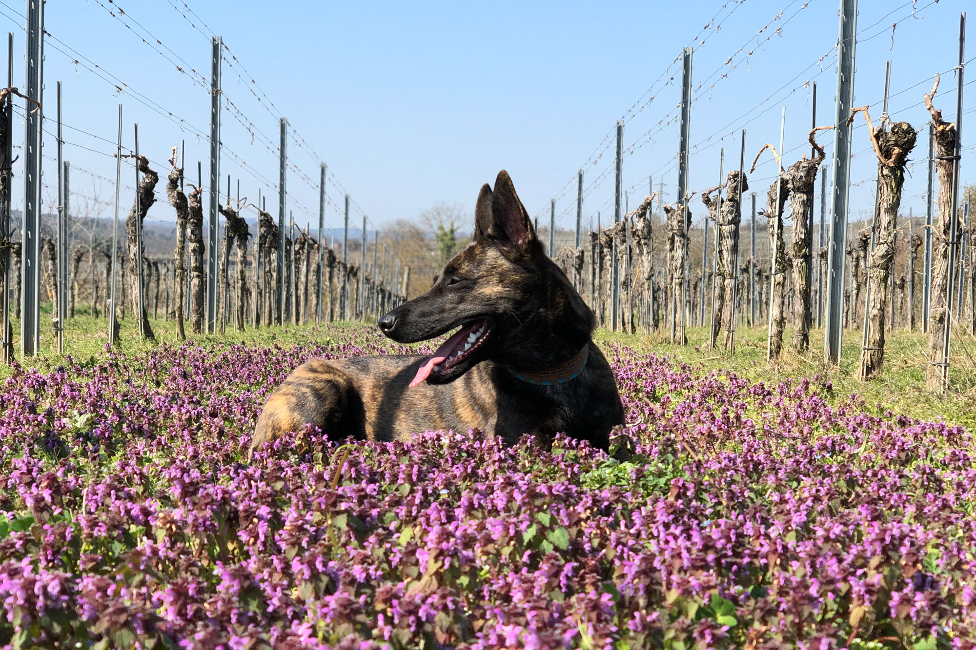 Urlaub mit Hund in Langenlois